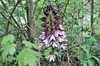 Leutratal und Orchideen Bild 1