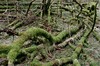 Heuberg - Rennsteig - Kleiner Inselsberg - Bad Tabarz Bild 3