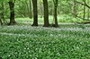 Haina - Kindl Bild 4