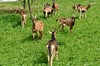 Haina - Kindl Bild 5