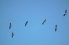 Kranichflug bei Kelbra Bild 1