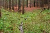 Georgenthal - Wechmarer Hütte Bild 2